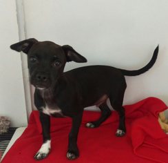 Medium Photo #1 Chiweenie Puppy For Sale in Apache Junction, AZ, USA