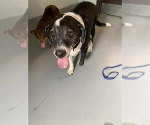 Borador Dogs for adoption in Corpus Christi, TX, USA