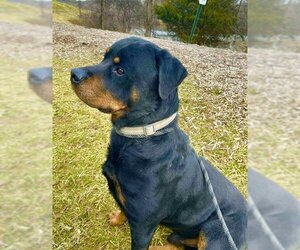 Rottweiler Dogs for adoption in Westminster, MD, USA