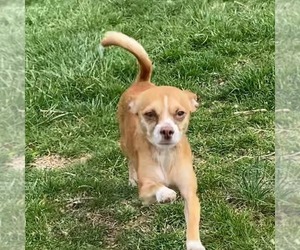 Chihuahua-Unknown Mix Dogs for adoption in Germantown, OH, USA
