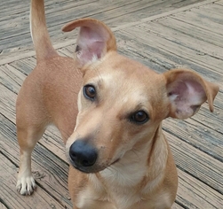 Dorgi Dogs for adoption in Tunica, MS, USA
