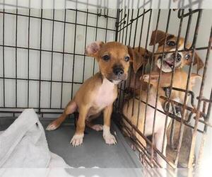 Staffordshire Bull Terrier-Unknown Mix Dogs for adoption in Houston, TX, USA