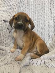 Bogle Dogs for adoption in SHERBURNE, NY, USA