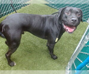 Mutt Dogs for adoption in Downey, CA, USA