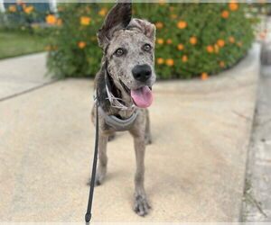 Great Dane-Labrador Retriever Mix Dogs for adoption in Lakewood, CO, USA