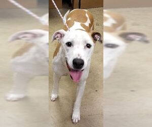 Mutt Dogs for adoption in Irving, TX, USA