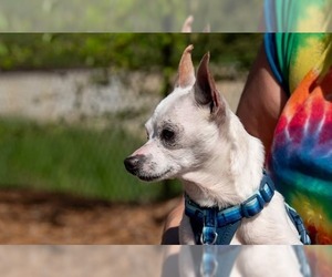 Chihuahua Dogs for adoption in Ellijay, GA, USA