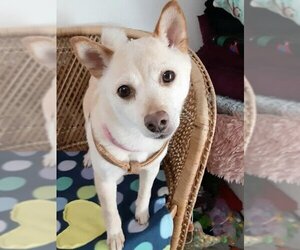 Chihuahua-Shiba Inu Mix Dogs for adoption in Bellevue, WA, USA