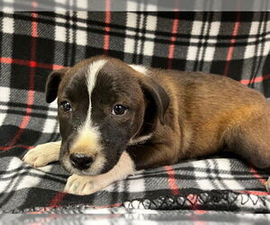 American Pit Bull Terrier-Unknown Mix Dogs for adoption in HESPERIA, CA, USA