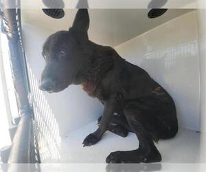 German Shepherd Dog-Unknown Mix Dogs for adoption in Houston, TX, USA