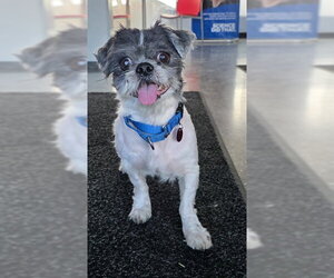 Shih Tzu Dogs for adoption in Boston, MA, USA