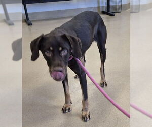 Black and Tan Coonhound Dogs for adoption in Decatur, IL, USA