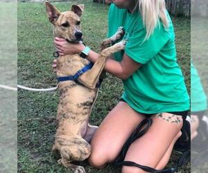 Greyhound Dogs for adoption in Freeport, FL, USA