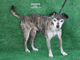 Whippet Dogs for adoption in Hanford, CA, USA