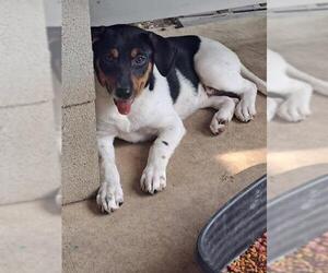 Mutt Dogs for adoption in San Antonio, TX, USA