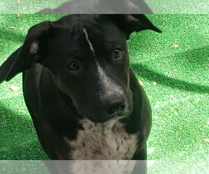 Mutt Dogs for adoption in Fort Collins, CO, USA