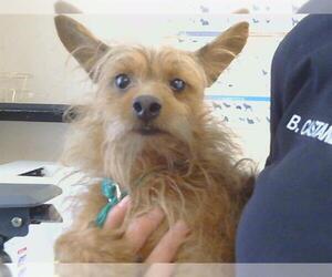 Fox Terrier (Toy) Dogs for adoption in Sacramento, CA, USA