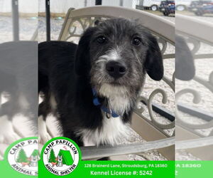 German Shepherd Dog-Poodle (Miniature) Mix Dogs for adoption in Stroudsburg, PA, USA