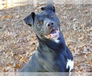 Labrador Retriever-Unknown Mix Dogs for adoption in Tallahassee, FL, USA