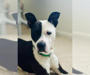 Mutt Dogs for adoption in Incline Village, NV, USA