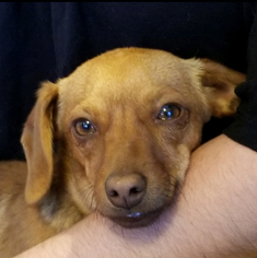 Chiweenie Dogs for adoption in westminster, CO, USA