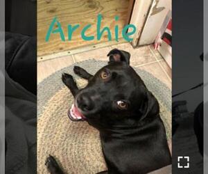 Staffordshire Bull Terrier Dogs for adoption in Harrisville, WV, USA