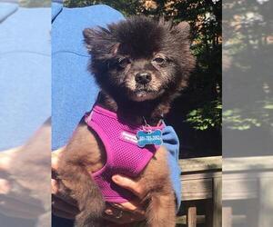Pomeranian Dogs for adoption in Greenbelt, MD, USA