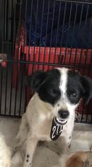 Medium Photo #1 Rat Terrier-Unknown Mix Puppy For Sale in Houston, TX, USA