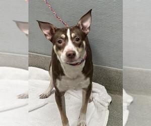 American Pit Bull Terrier-Unknown Mix Dogs for adoption in Las Vegas, NV, USA