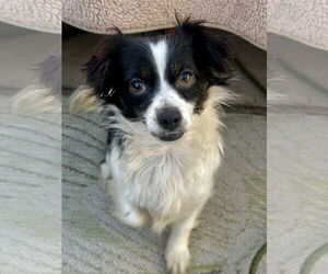 Papillon-Unknown Mix Dogs for adoption in Newport Beach, CA, USA