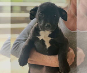Labrador Retriever-Unknown Mix Dogs for adoption in Dana Point, CA, USA