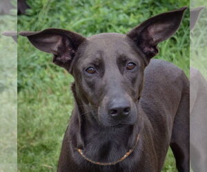 Doberman Pinscher-Unknown Mix Dogs for adoption in Huntley, IL, USA