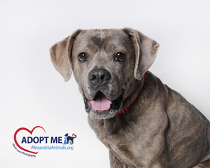 Mastiff Dogs for adoption in Alexandria, VA, USA