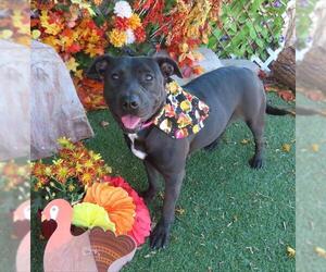 Mutt Dogs for adoption in Oklahoma City, OK, USA