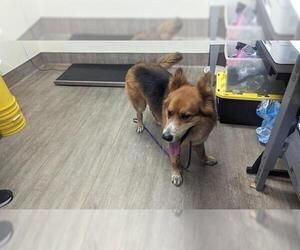 German Shepherd Dog-Unknown Mix Dogs for adoption in Pasadena, CA, USA