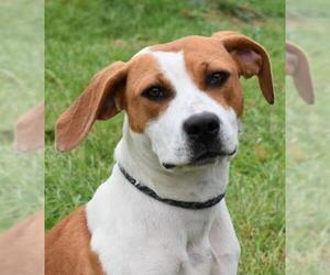 Beagle-Unknown Mix Dogs for adoption in Nashville, IN, USA