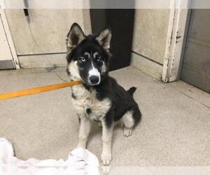 Siberian Husky-Unknown Mix Dogs for adoption in Riverside, CA, USA