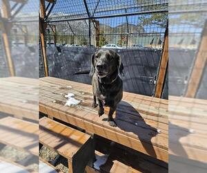 Dachsador Dogs for adoption in Frisco, CO, USA
