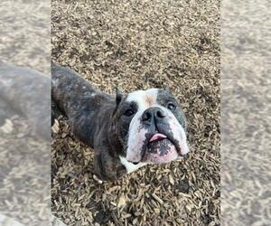 Bulldog Dogs for adoption in London, Ontario, Canada