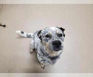 Catahoula Leopard Dog Dogs for adoption in Raleigh, NC, USA