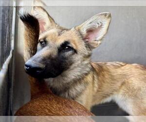 German Shepherd Dog-Unknown Mix Dogs for adoption in San Bernardino, CA, USA
