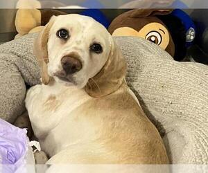 Bagle Hound Dogs for adoption in Orange, CA, USA