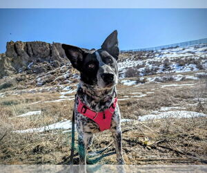Mutt Dogs for adoption in Salt Lake City, UT, USA