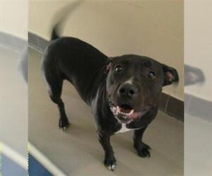 Mutt Dogs for adoption in Sanford, FL, USA