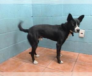 Siberian Husky-Unknown Mix Dogs for adoption in Downey, CA, USA