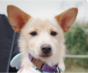 Mutt Dogs for adoption in San Ramon, CA, USA