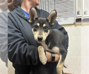 German Shepherd Dog Dogs for adoption in Camarillo, CA, USA