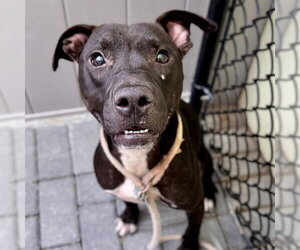 Labrador Retriever-Unknown Mix Dogs for adoption in Tavares, FL, USA