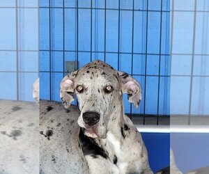 Great Dane Dogs for adoption in Palm Beach, FL, USA