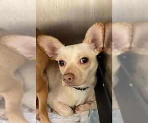 Chihuahua-Unknown Mix Dogs for adoption in Missouri City, TX, USA